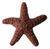 Starfish lgMilk.jpg