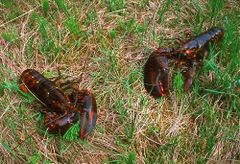 Capebretonsese field lobster.jpg