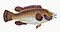 Illustration from The Natural History of British Fishes (1802) by Edward Donovan, digitally enhanced by rawpixel-com 74.jpg
