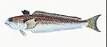 Illustration from The Natural History of British Fishes (1802) by Edward Donovan, digitally enhanced by rawpixel-com 97.jpg