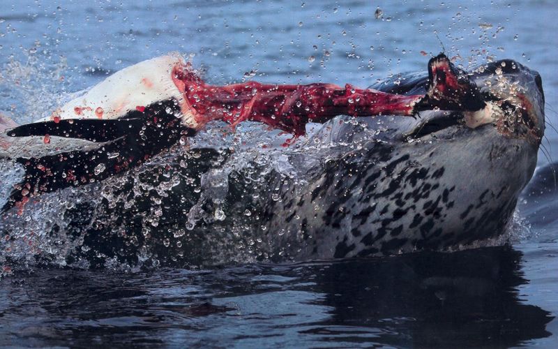 File:Leopard-seal-pulling-the-head-right-off-a-penguin.jpeg