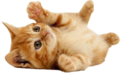 Orange kitten-transparent.png