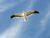 Seagull-420.jpg