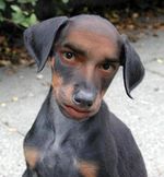 Weird-Dog-1058.jpg