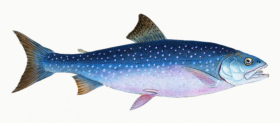 Illustration from The Natural History of British Fishes (1802) by Edward Donovan, digitally enhanced by rawpixel-com 55.jpg