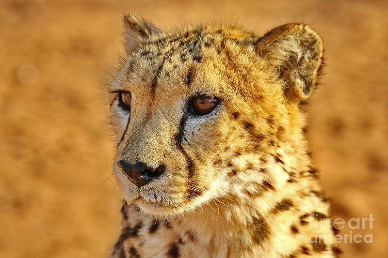 File:RIP cheetah.jpg