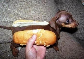 Hotdawg