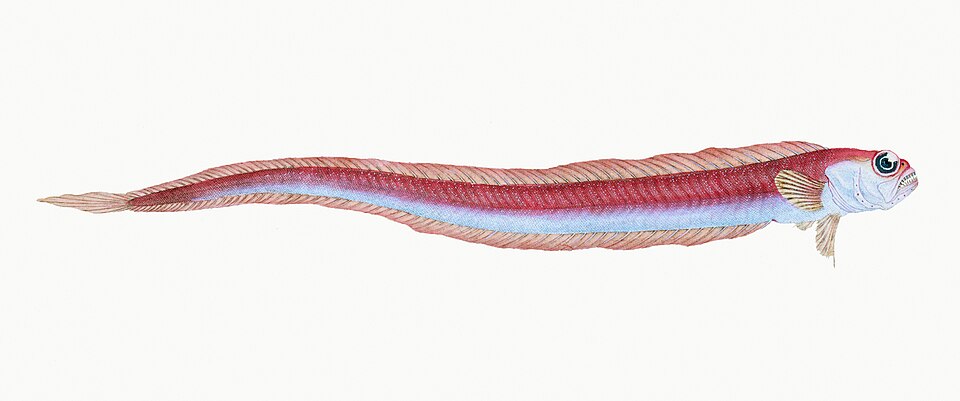 Illustration from The Natural History of British Fishes (1802) by Edward Donovan, digitally enhanced by rawpixel-com 95.jpg