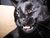 Meow.jpg