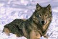 Wolf-color-photo.jpg