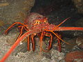 Thumbnail for version as of 05:55, 13 March 2006