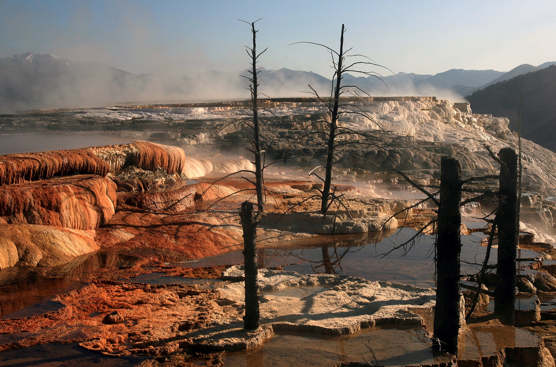 Dead trees at Mammoth Hot Springs.jpg