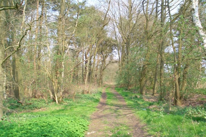 File:Forest path.jpg