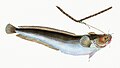 Illustration from The Natural History of British Fishes (1802) by Edward Donovan, digitally enhanced by rawpixel-com 13.jpg