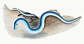 Illustration from The Natural History of British Fishes (1802) by Edward Donovan, digitally enhanced by rawpixel-com 49.jpg