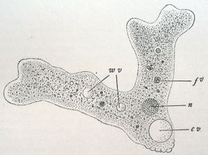 AAAAAAAAA! - Uncyclopedia, the content-free encyclopedia