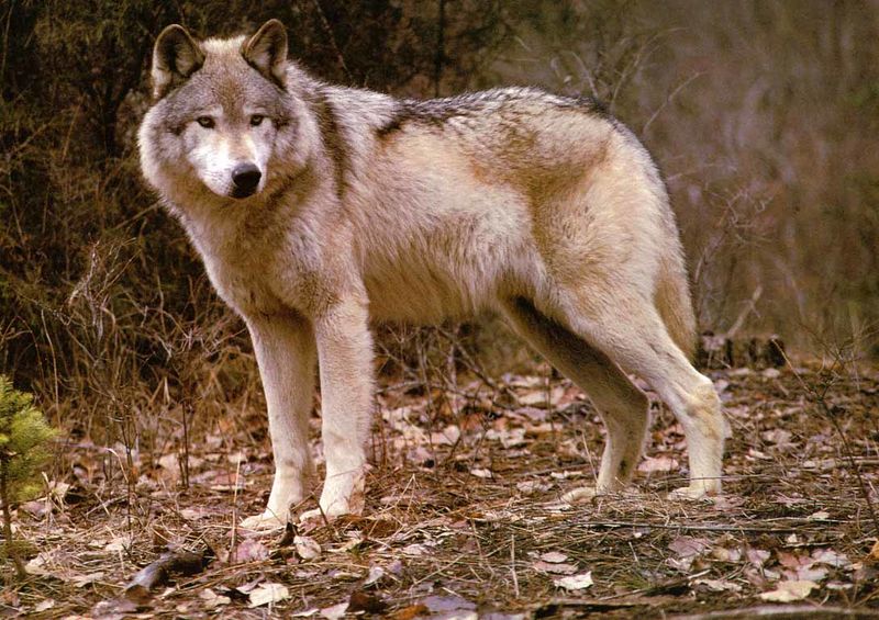 File:Sherwood Forest Wolf.jpg