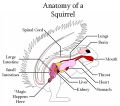 Diagram of a squirrel's anatomy according to the squirrel poop theory