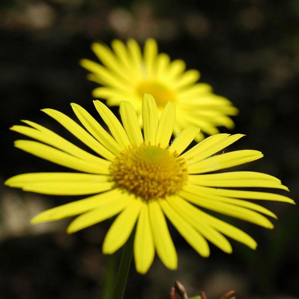File:Tb mecsek yellow flower.jpg