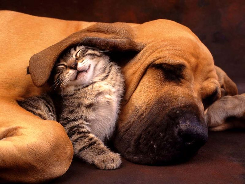 File:Cat and Dog - the Best Friend.jpg