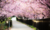 Cherryblossom.png