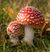 Flyagaric.jpg