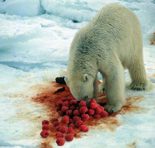 Polar bears are often mistaken for bloodthirsty predators due to the messes they make while eating raspberries.