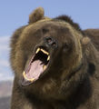 Bear5.jpg