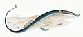 Illustration from The Natural History of British Fishes (1802) by Edward Donovan, digitally enhanced by rawpixel-com 51.jpg
