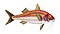 Illustration from The Natural History of British Fishes (1802) by Edward Donovan, digitally enhanced by rawpixel-com 11.jpg