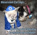 Jew cat.jpg