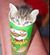 Kitten pringle.jpg