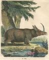 Prehistoric-single-horned-wooly-rhino.jpg
