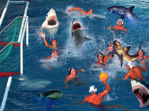 Water Polo... With Sharks!