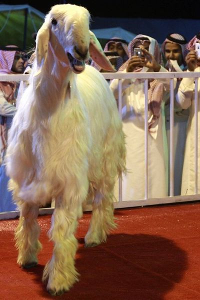 File:Glamour goat.jpg