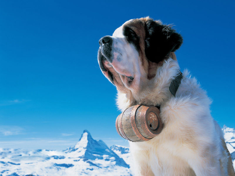 File:Animals Dogs St. Bernard in the mountains 025442 .jpg