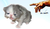 Unintelligent design.png