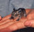 Degu.JPG