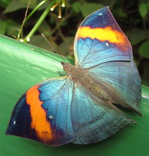 Butterfly-7390.jpg
