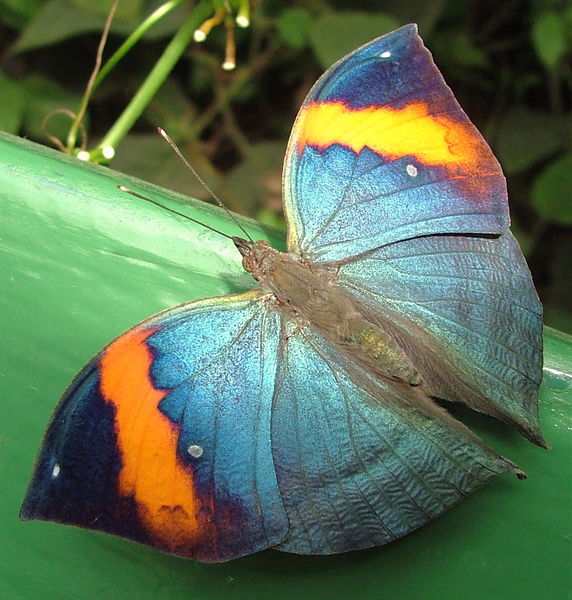 File:Butterfly-7390.jpg