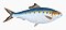 Illustration from The Natural History of British Fishes (1802) by Edward Donovan, digitally enhanced by rawpixel-com 52.jpg
