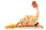 Chicken of the world.jpg