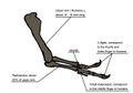 Christosaur arm.jpg