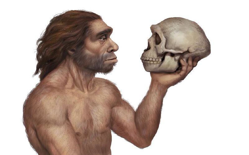 File:Neanderthal-Inbreeding.jpg