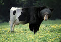 Cowbear.jpg
