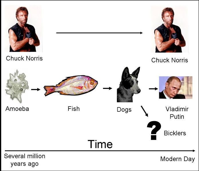 File:Evolution Time Line.jpg