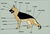Germanshepard.jpg