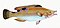 Illustration from The Natural History of British Fishes (1802) by Edward Donovan, digitally enhanced by rawpixel-com 44.jpg