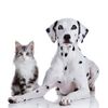Dalmatianandcat.jpg