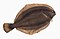 Illustration from The Natural History of British Fishes (1802) by Edward Donovan, digitally enhanced by rawpixel-com 37.jpg